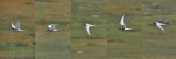 Arctic Tern