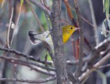 Prothonotary Warbler