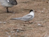 Common Tern