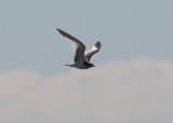 Sabine's Gull