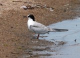 Common Tern
