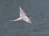 Arctic Tern