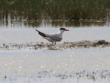 Caspian Tern
