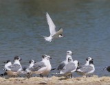 Arctic Tern