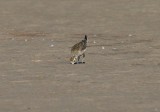 American Golden-Plover