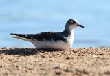 Sabine's Gull
