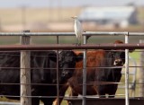 Cattle Egret