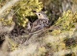 Sprague's Pipit