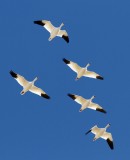 Snow Goose