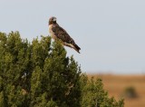 Red-tailed Hawk