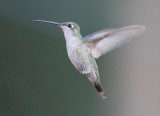 Magnificent Hummingbird