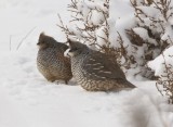 Scaled Quail