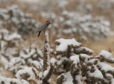 Ladder-backed Woodpecker