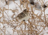 Lapland Longspur