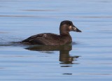 Surf Scoter