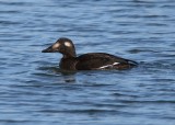 White-winged Scoter