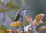 Costa's Hummingbird