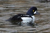 Barrow's Goldeneye