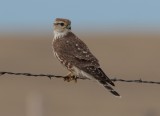 Merlin