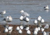 Glaucous Gull