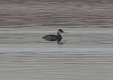 Red-necked Grebe