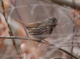 Fox Sparrow (altivagans, Canadian Rockies)