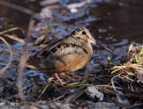 American Woodcock