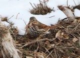 Fox Sparrow (red)