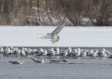 Glaucous-winged Gull