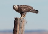 Rough-legged Hawk