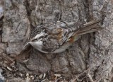 Brown Creeper