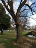 Galahs