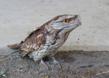 Tawny Frogmouth