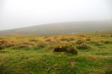 Dartmoor Mist 