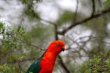 Male King Parrot