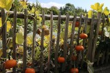 Pumpkins, RHS Rosemoor