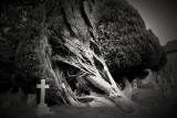 Under the Yew tree, St John the Evangelist, Wooton, Surrey