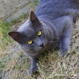 Mouser