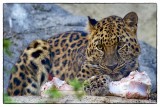 Amur Leopard enjoying a Soup Bone