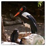 The Beak ~ Saddle-billed Stork