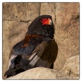 Proud Bateleur Eagle