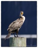 Young Cormorant