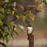 Eastern Phoebe