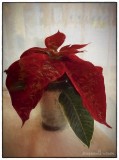 Mini poinsettia