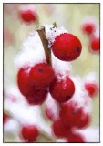 Winterberry