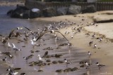 Hungry gulls