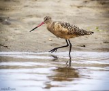 Marbled Godwit