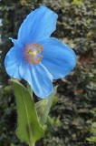 Blue poppy