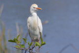 cattle egret-heron garde boeuf .jpg