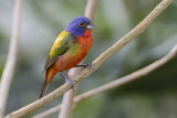 male  painted bunting-passerin nonpareil male .jpg